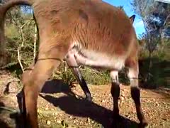 Big horse dick on zoophilia xxx